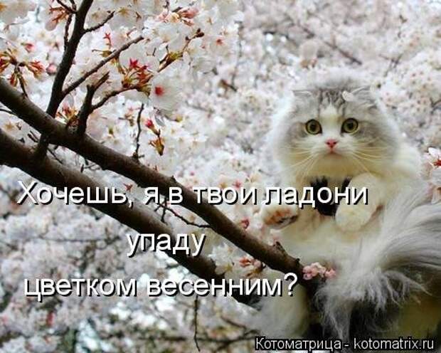 Свежий сборник котоматриц (34 шт)