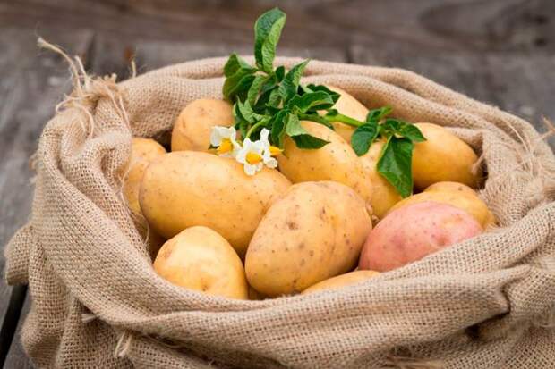 Картофель: любимый овощ, таящий в себе опасность