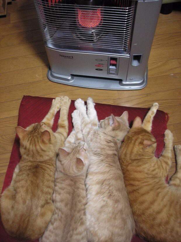 Домашние животные в поисках тепла (10 фото)