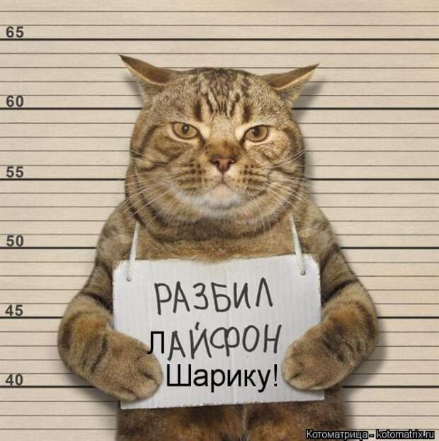 Лучшие котоматрицы недели (50 фото)