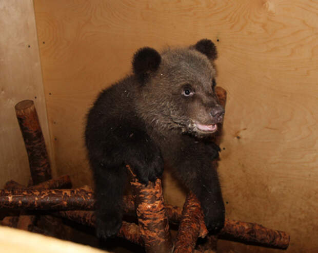 Российские учёные спасают осиротевших медвежат