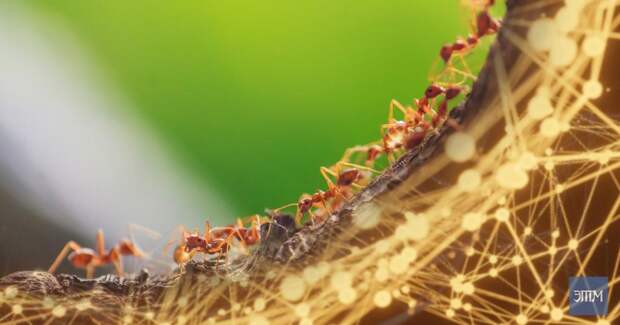 Колонии муравьев очень похожи на нейронную сеть