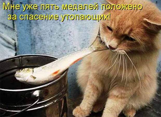 Кулинарные котоматрицы