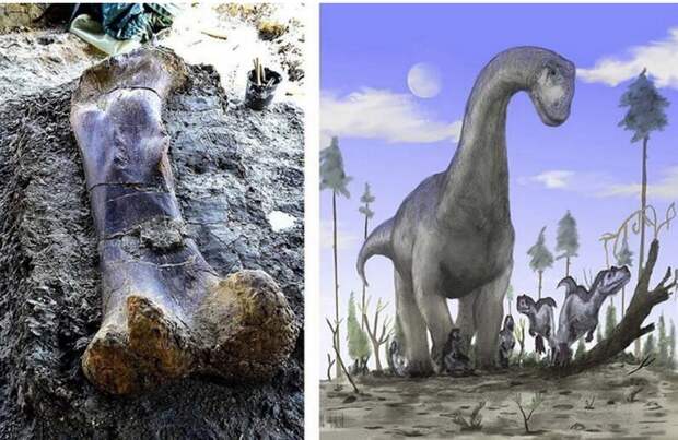 Археологи нашли кость динозавра весом в 500 кг