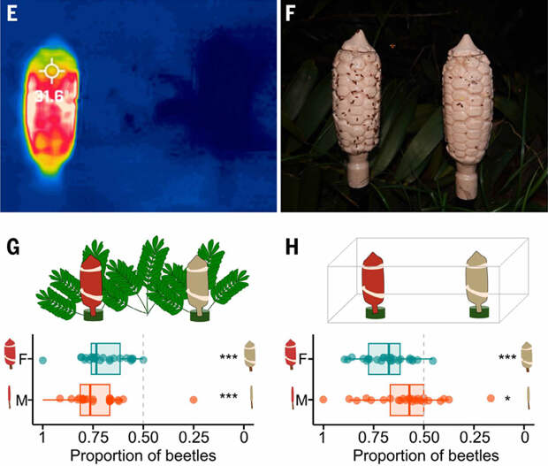 Рис. 5. (А) Полевые эксперименты с использованием напечатанных на 3D-принтере моделей женских шишек. (B) Посещения жуками-опылителями искусственных 3D-моделей шишек. (C) Доля жуков, посетивших нагретые (слева) и ненагретые (справа) модели мужских (M, снизу) и женских (F, сверху) шишек в полевых условиях. (D) Аналогичное сравнение в лабораторных экспериментах