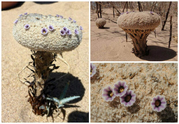 Фолисма песчанная (Pholisma sonorae) красота, особенные, природа, растения, флора, цветы