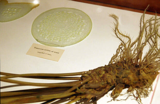 NewPix.ru - Гарвардский Ботанический Музей. Стеклянные растения.
