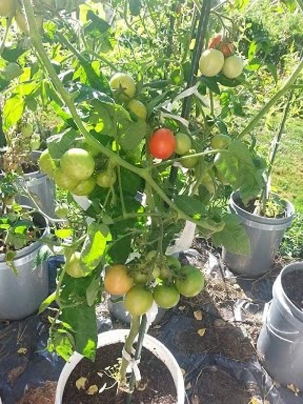 Яблонька россии томат фото урожайность