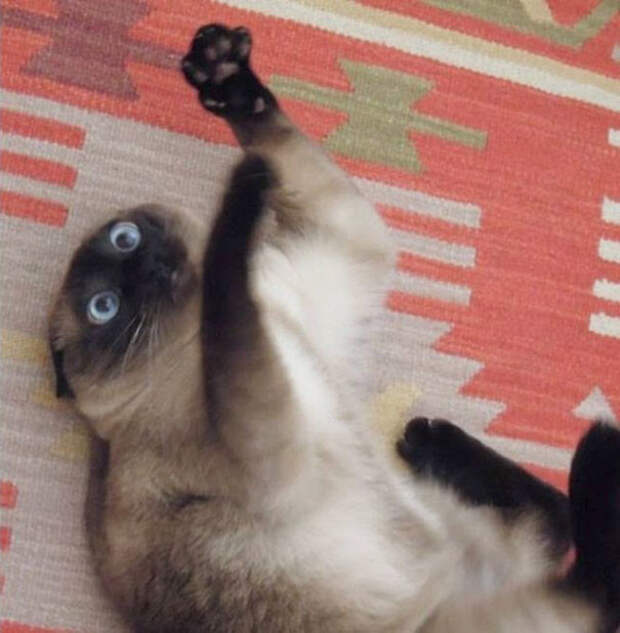Хозяин, дай еще! животные, забавно, изменение сознания, кошачья мята, кошки, растения, смешно, фото