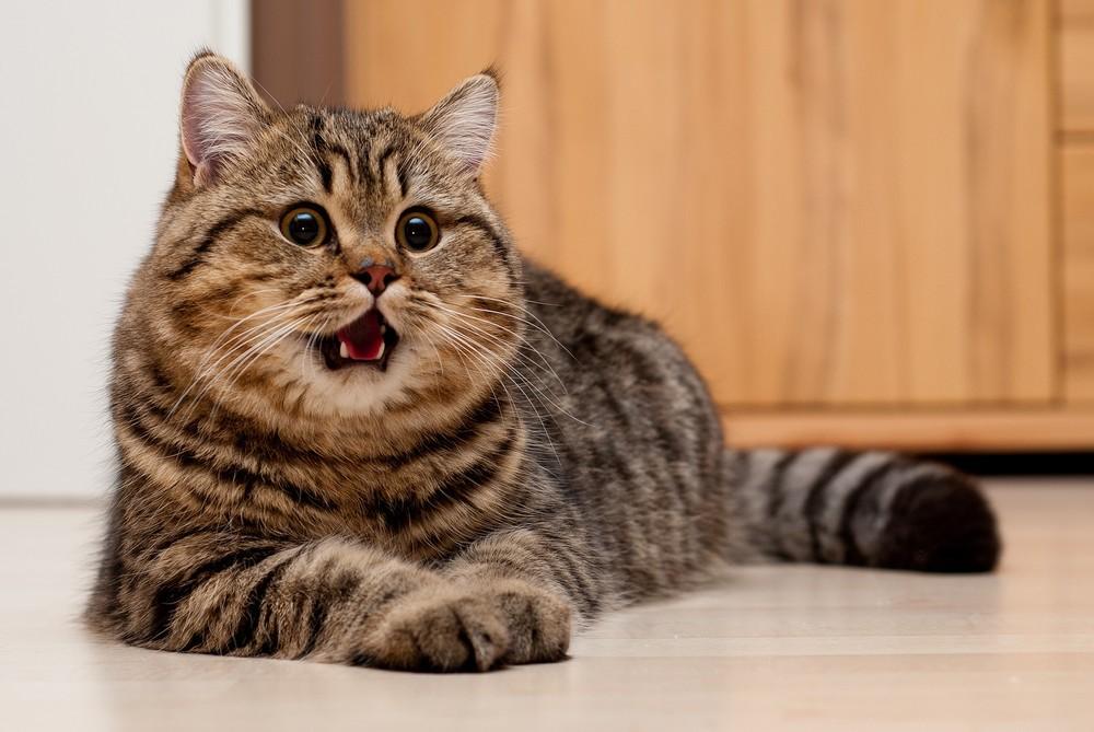 cats15 Фотограф и его коты