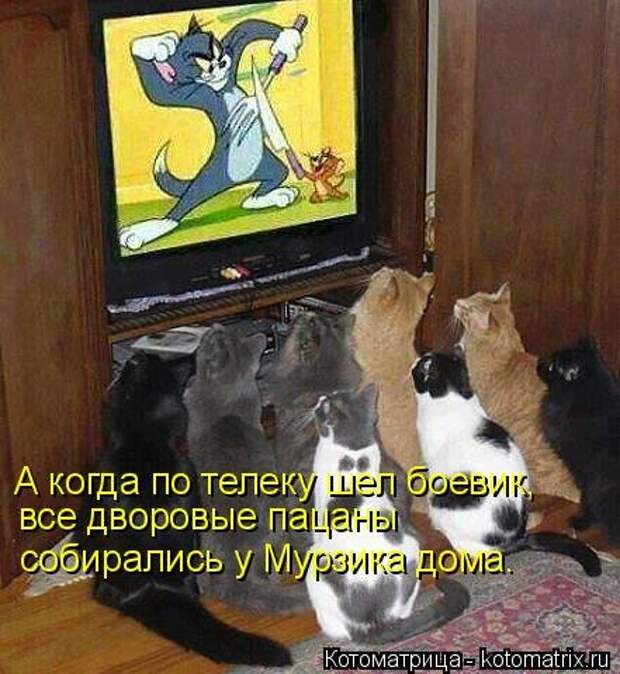 Свежая котоматрица на Бугаге (27 фото)