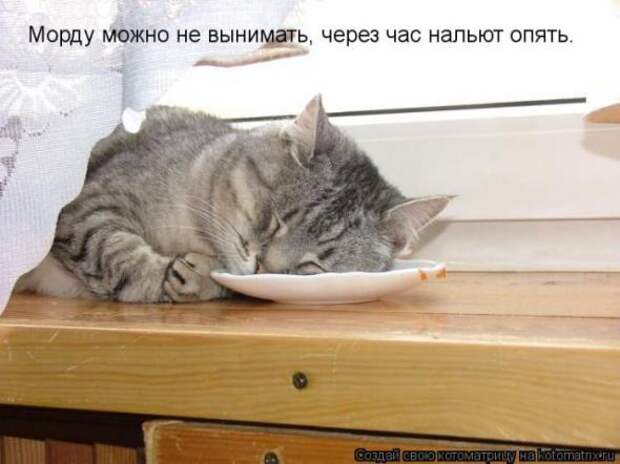 Котоматрицы(картинки с надписями)