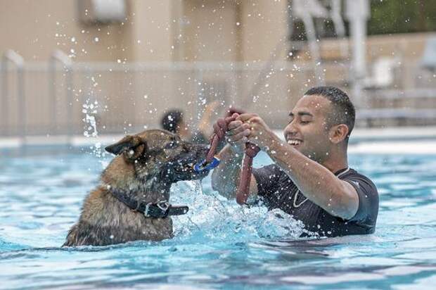 Кинолог Владимир Голубев: плавание рекомендовано щенкам и собаками с лишним весом