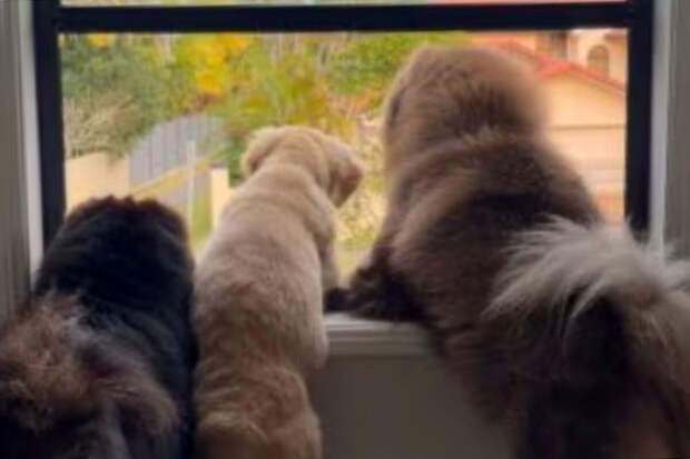 LADBible: австралийка потеряла $34 тыс. после публикации своих собак в сети