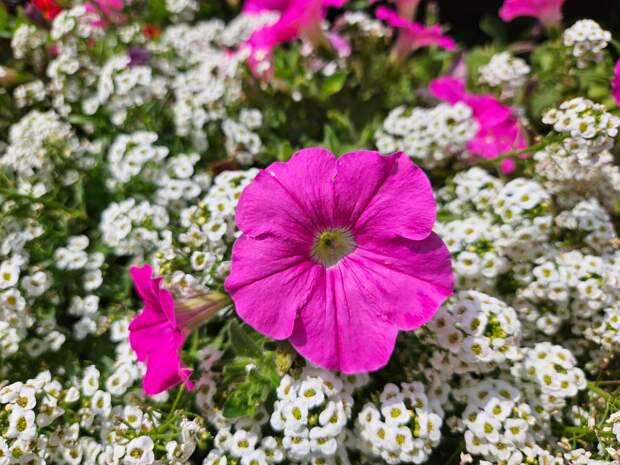 Алиссум тут везде