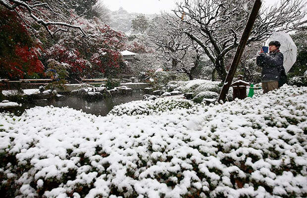 Tokyo First Snow In November 2016