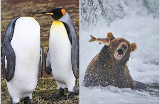 Финальная гонка будет жаркой: 12 смехотворных ситуаций Comedy Wildlife Photo Awards Финальная гонка будет жаркой: 12 смехотворных ситуаций Comedy Wildlife Photo Awards