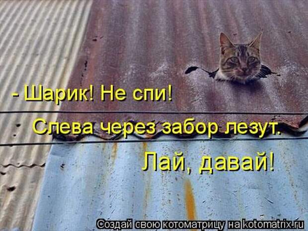 Кошатина да псятинка позитивная, этакая забавная, с надписями, очень много на выходные