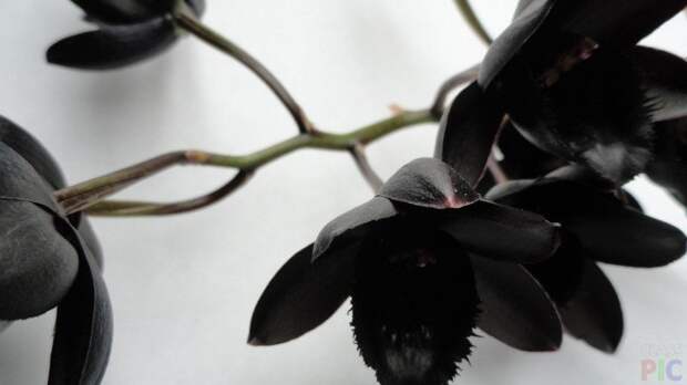 Веточка чёрной орхидеи