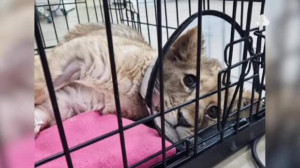 Искалеченного львенка забрали у московского лакшери-блогера и передали в зоопарк