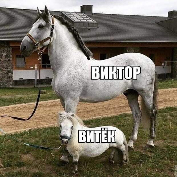 А какой тогда Витюшка? А какой тогда Витюшка?
