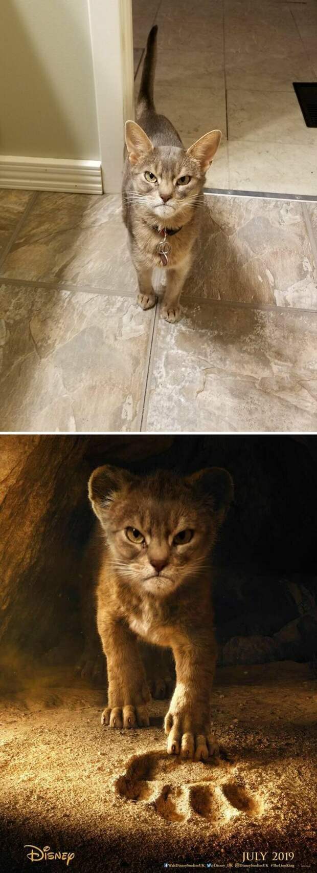 Злобный кот Злобный кот битва, до и после, забавно, поржать, смешные фото, фотошоп, фотошоп-битва, юмор