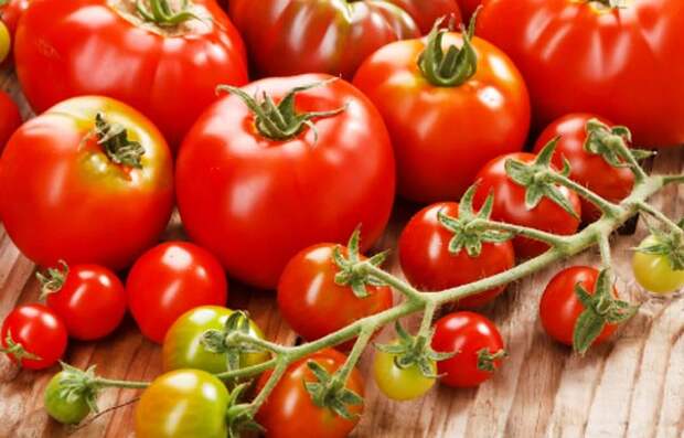 Своевременная и правильная подкормка помидор напрямую влияет на устойчивость томатов к заболеваниям и на качество и количество урожая