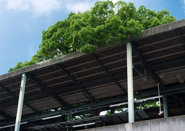 Японцы построили станцию вокруг 700-летнего дерева по одной жуткой причине