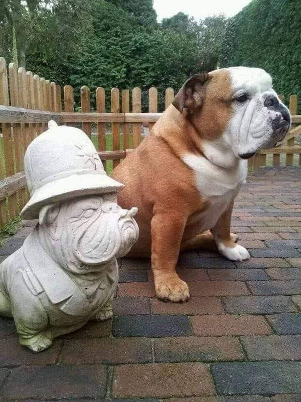 Смешной бульдог