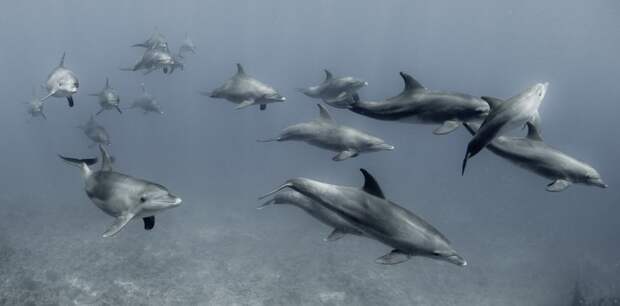 Почему туристам в Новой Зеландии запретили плавать с дельфинами?