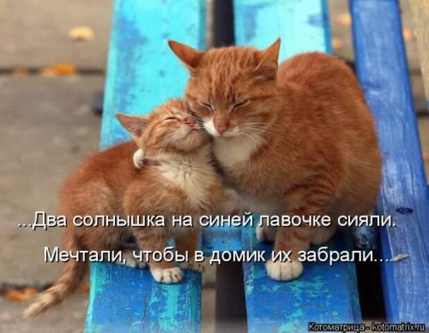Свежий сборник котоматриц (34 шт)