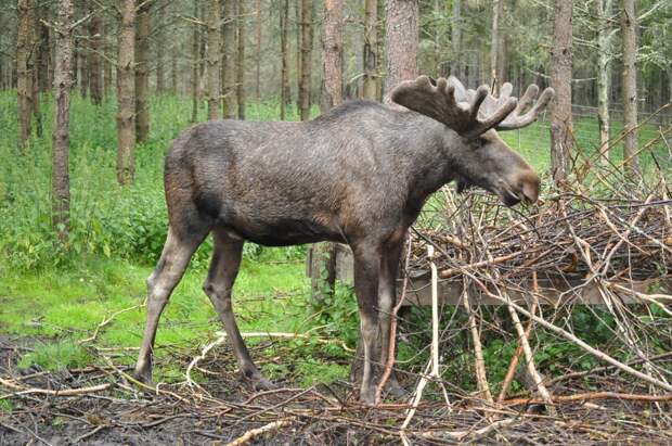 moose-1041035_1920 alt