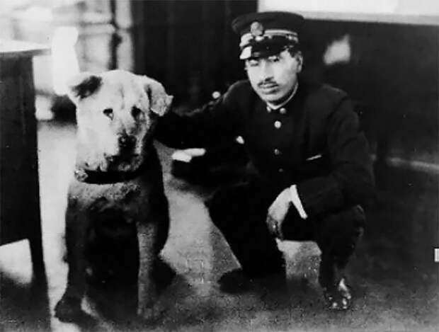История и редкие фотографии Хатико, самой знаменитой собаки в мире