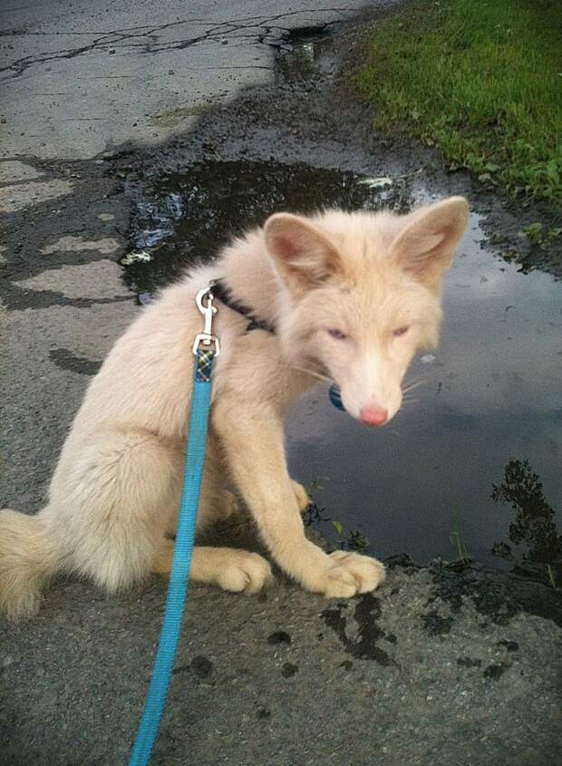 лис, Мико