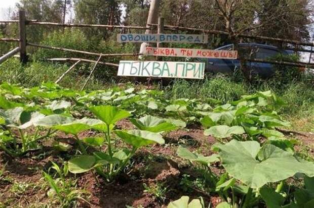 Дачный юмор: когда начинается дачный сезон - в памяти всплывает всё дача, прикол, юмор