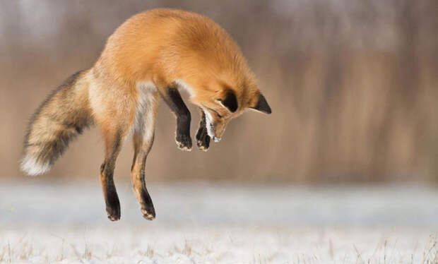 В один миг лиса подбирается, прыгает - трофей пойман.