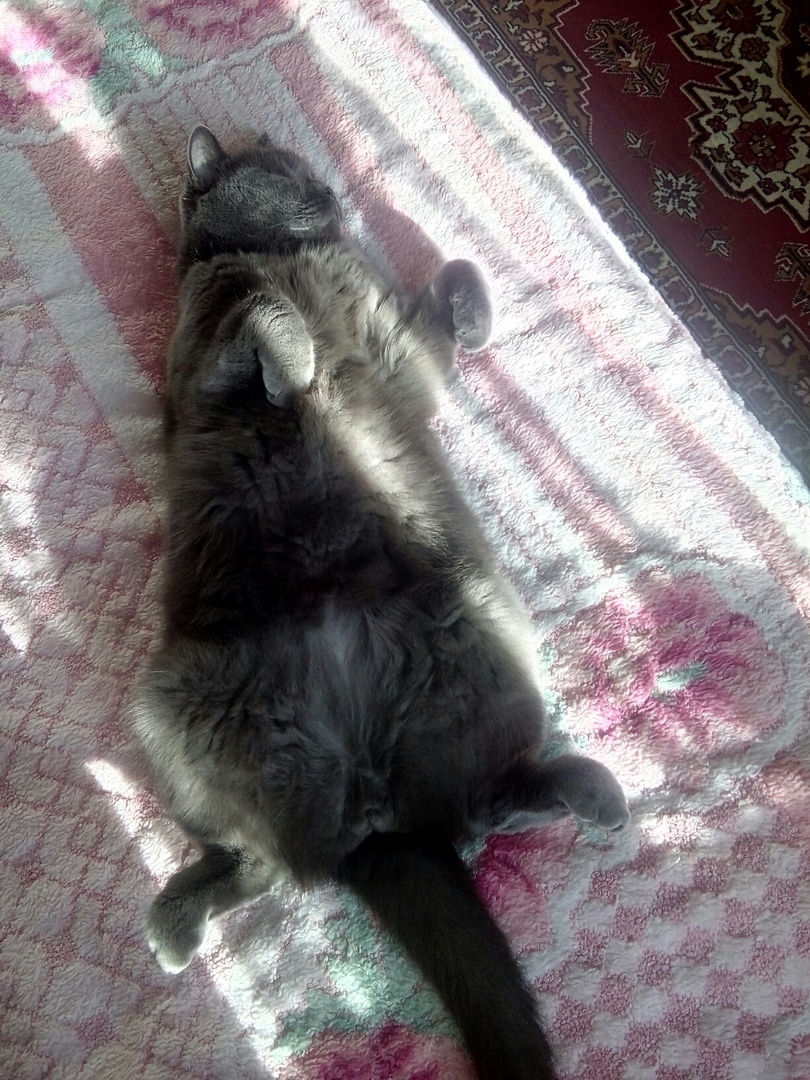 кот греется