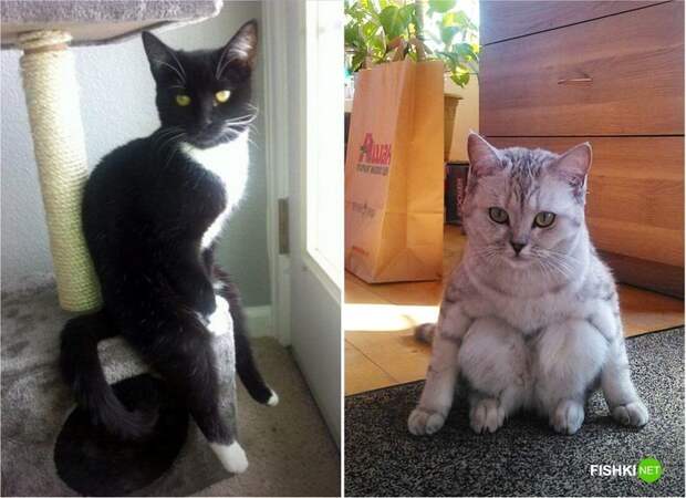 20 фотографий, доказывающих, что кошки медленно превращаются в людей кот, юмор