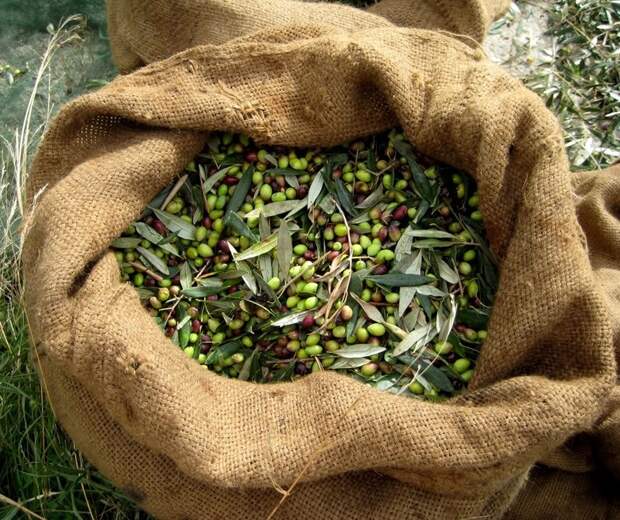 чай из листьев оливкового дерева