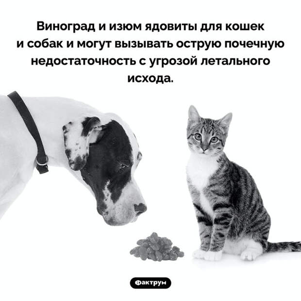 Подборка интересных фактов № 81 Познавательно, Факты, Подборка, Картинка с текстом, Фактрум, Длиннопост