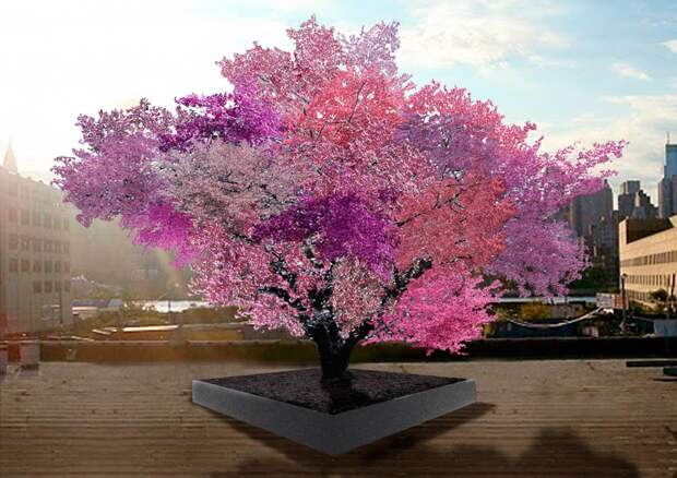 Художник вырастил 40 видов фруктов на одном дереве