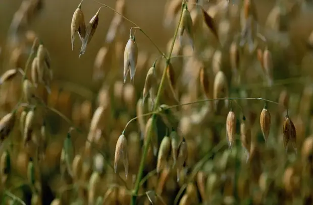 Как овсянка перестала быть едой бедняков и стала символом ЗОЖ