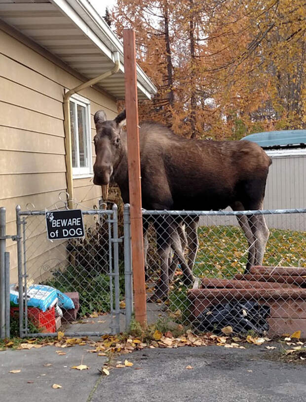 beware-of-the-dog-signs-27-57ee66d1cc11f__605