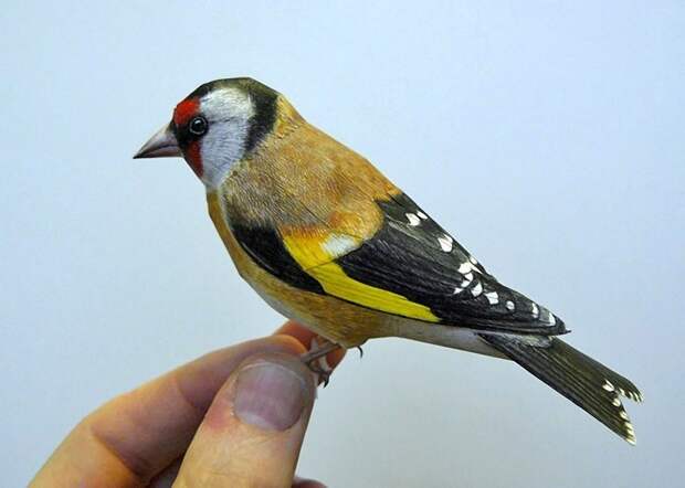 3dbird01 3dbird01 Невероятно реалистичные бумажные 3D птицы