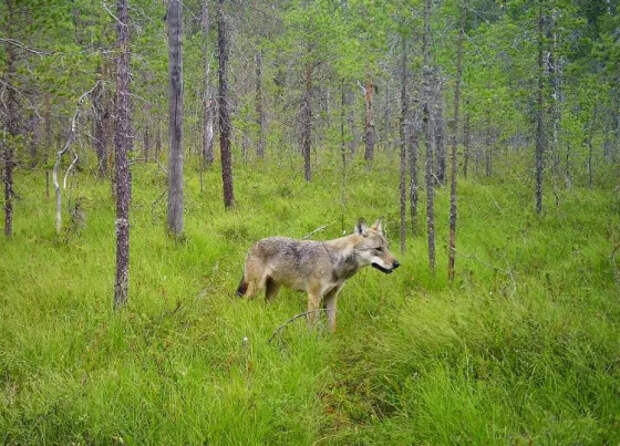 Серый волк (Canis lupus) в лесу в Карелии. Фото: Данила Панченко / Институт биологии КарНЦ РАН
