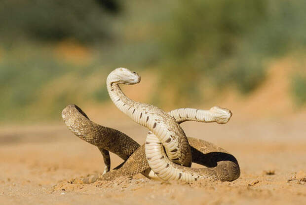 17. Змеи особенно опасны во время ритуала спаривания. (HANNES LOCHNER / BARCROFT MEDIA)