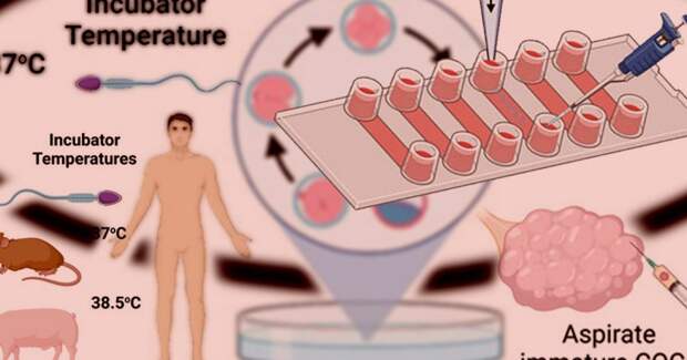 Микрогравитация нарушает навигацию сперматозоидов у людей, мышей и свиней