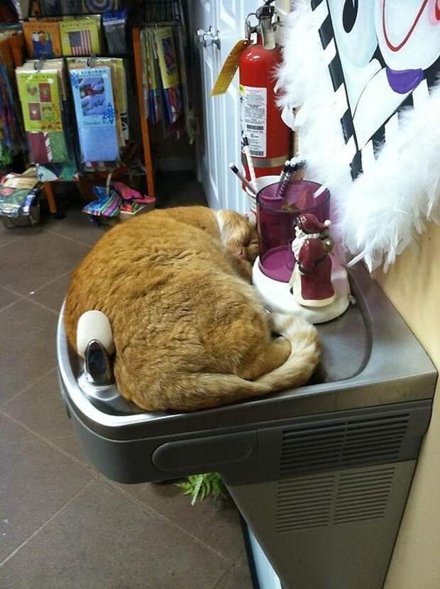 Милое,коты,кошки, коробка,ёмкость.ваза