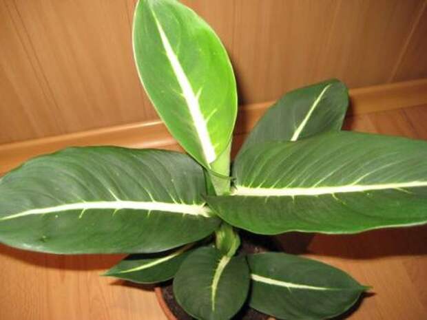 Эрстеда имеет длину листовой пластины около 35 см