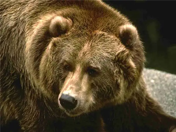 Фото Самого Большого Медведя